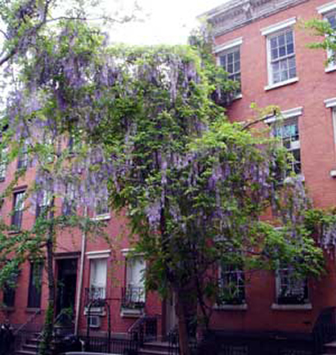 Wisteria on W 4th Street